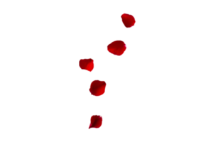 Red petals isolated on a transparent background png
