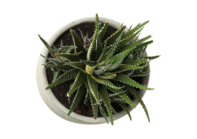 Gray flowerpot with a plant isolated on a transparent background png