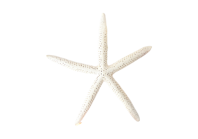 White starfish isolated on a transparent background png