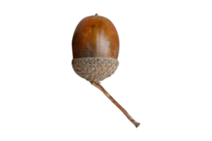 Walnut isolated on a transparent background png