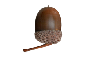 okkernoot geïsoleerd Aan een transparant achtergrond png