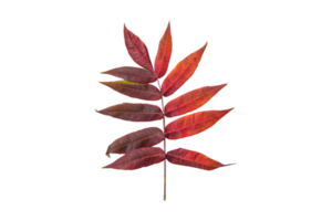 Red leaves isolated on a transparent background png