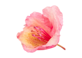 Rosa flor aislado en un transparente antecedentes png