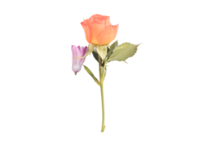 Orange flower isolated on a transparent background png