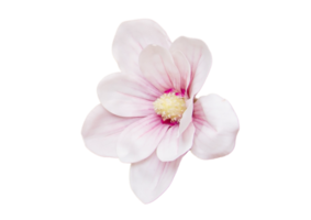 White flower isolated on a transparent background png