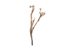 Dried plant isolated on a transparent background png