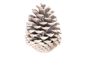 White christmas pine cone isolated on a transparent background png