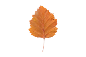 Orange leaf isolated on a transparent background png