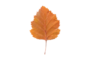 Orange leaf isolated on a transparent background png