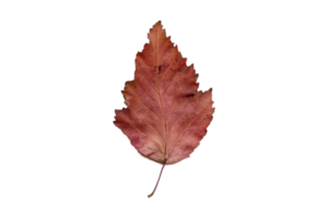 Brown dried leaf isolated on a transparent background png