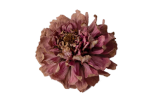 Red dried flower isolated on a transparent background png