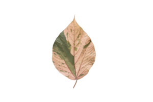 beige torkades blad isolerat på en transparent bakgrund png