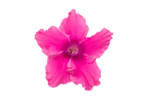 Red flower isolated on a transparent background png