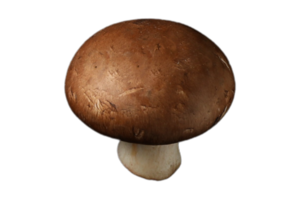 Pilz isoliert auf ein transparent Hintergrund png