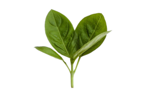 Fresh basil isolated on a transparent background png