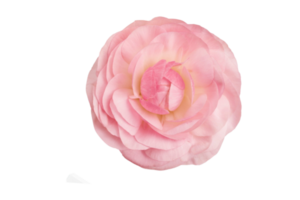 Pink flower isolated on a transparent background png