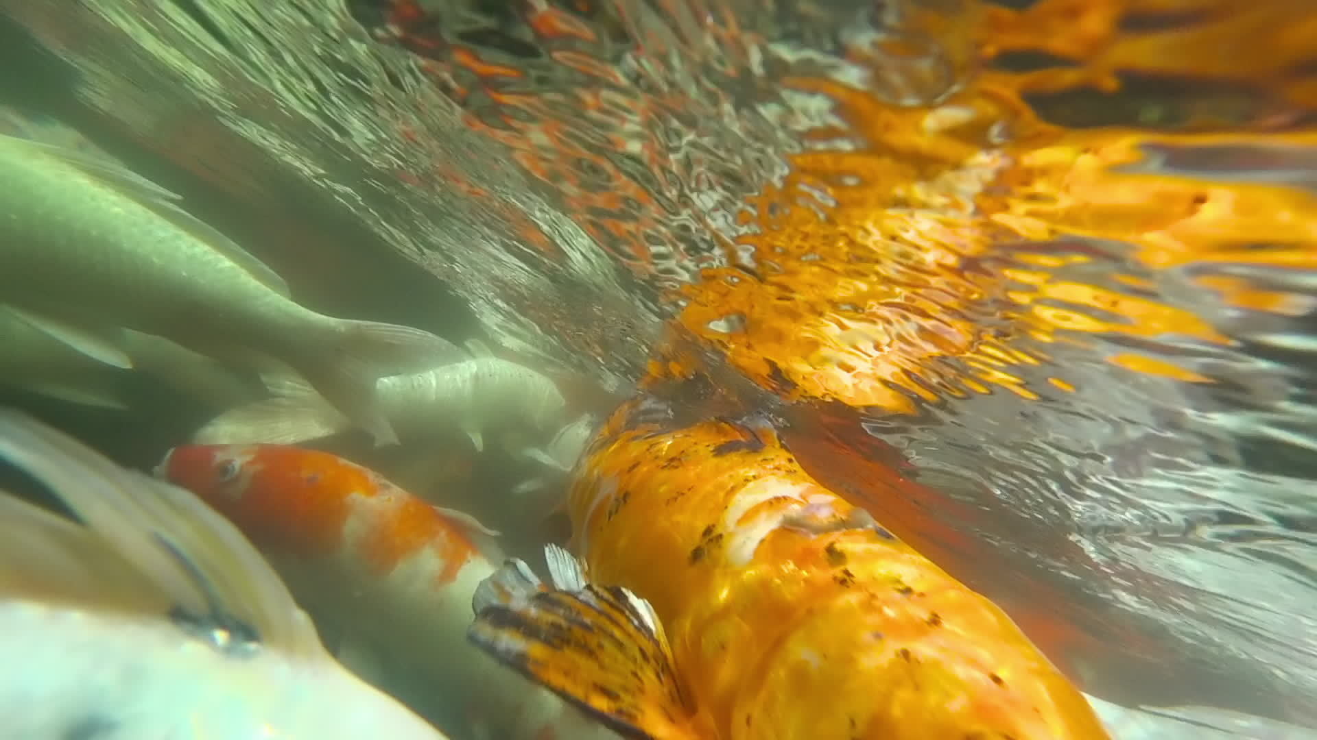 Koi in fish pond underwater. Koi nishikigoi, are colored form of Amur