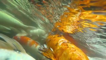 koi na lagoa de peixes debaixo d'água. koi nishikigoi, são formas coloridas de carpa amur video