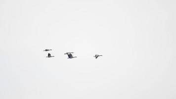 Flock of migrating greylag geese flying in V formation video