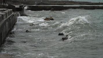 onde Crashing contro il bacino su un' grigio piovoso giorno video