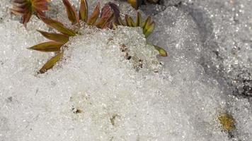 timelapse schot van smelten sneeuw Aan lupine bloem spruit video