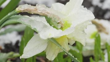 vår blommor täckt med snö. vår blomma påsklilja. blomning påsklilja i vår. snö falls på blommor och smälter video