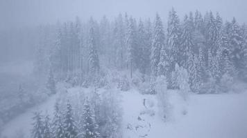 vuelo terminado Nevado montaña conífero bosque. claro escarchado clima video