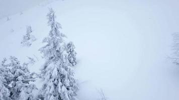 Flug Über schneebedeckt Berg Nadelbaum Wald. klar eisig Wetter video
