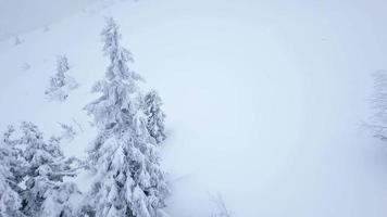 Flight over snowy mountain coniferous forest. Clear frosty weather video