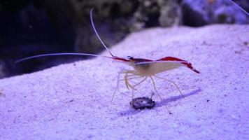 Shrimp walking in the aquarium video