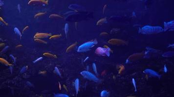 Lots of small bright neon fish in the aquarium video