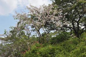 hermosa floreciente arboles flores y río en jardín parque en bangkok, Tailandia foto