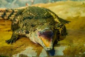 crocodile with open mouth with large teeth photo