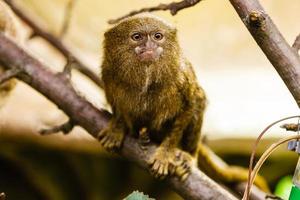 pygmy marmoset close up photo