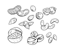 Hand drawing nuts set. Black and white color. Engraving style. Doodle elements. vector