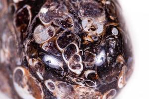 Macro mineral agate fossil fossilized with fossilized turtles on white background photo