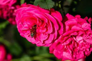 Flowering summer rose in bud photo