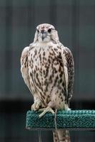 Beautiful falcon close up photo