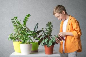 un linda chico toma cuidado de interior verde plantas. cheques suelo humedad nivel foto