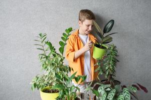 A cute boy is studying indoor green plants, caring for flowers. Loosen the soil in a ficus pot photo