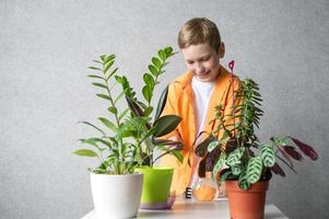 un linda chico toma cuidado de interior plantas. cheques suelo humedad nivel foto