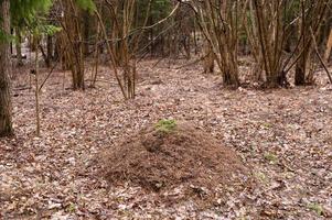 Big anthill in the forest photo