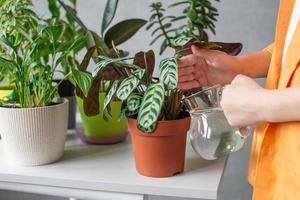 The boy's hands take care of indoor green plants. Calathea water striped. Water the flowers photo