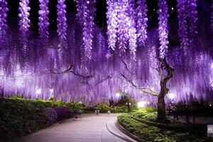 illustration wisteria lightup in japan photo