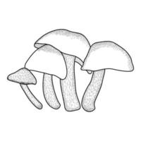 vintage mushroom coloring pages for kids vector