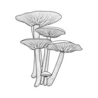 vintage mushroom coloring pages for kids vector