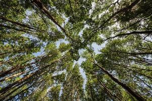 worm eye view with the trees in the deep forest photo