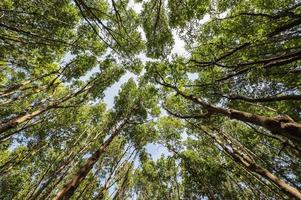 worm eye view with the trees in the deep forest photo