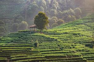 Tea plantation on the mountain photo