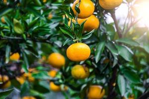 Fresh oranges from a tree photo